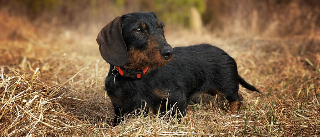 A black dachshund with a red collar on standing in a field